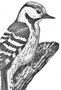 Лесные шорохи Лесные шорохи