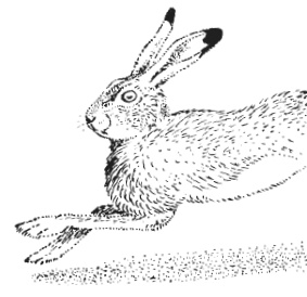 Лесные шорохи