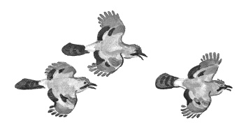 Лесные шорохи Лесные шорохи