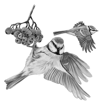 Бюро лесных услуг. С вопросами и ответами для почемучек Бюро лесных услуг. С вопросами и ответами для почемучек