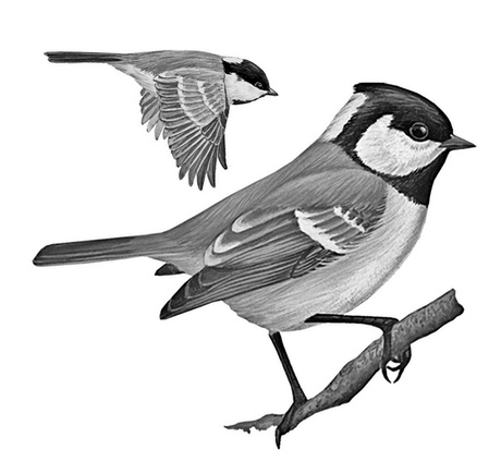 Бюро лесных услуг. С вопросами и ответами для почемучек Бюро лесных услуг. С вопросами и ответами для почемучек