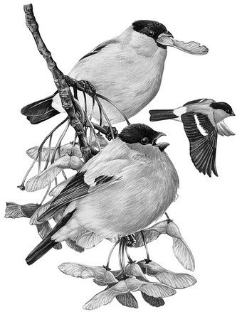 Бюро лесных услуг. С вопросами и ответами для почемучек Бюро лесных услуг. С вопросами и ответами для почемучек