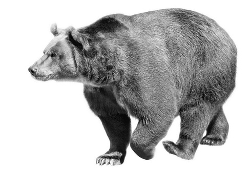 Бюро лесных услуг. С вопросами и ответами для почемучек Бюро лесных услуг. С вопросами и ответами для почемучек