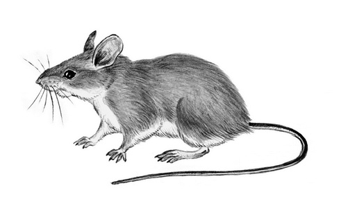 Бюро лесных услуг. С вопросами и ответами для почемучек