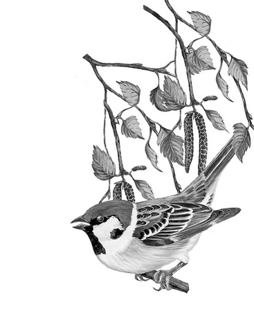 Бюро лесных услуг. С вопросами и ответами для почемучек