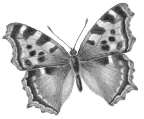 Бюро лесных услуг. С вопросами и ответами для почемучек