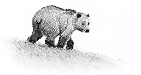 Бюро лесных услуг. С вопросами и ответами для почемучек