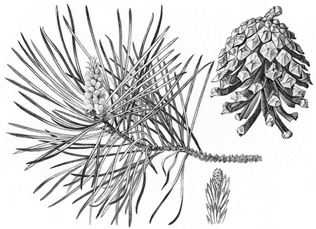 Бюро лесных услуг. С вопросами и ответами для почемучек
