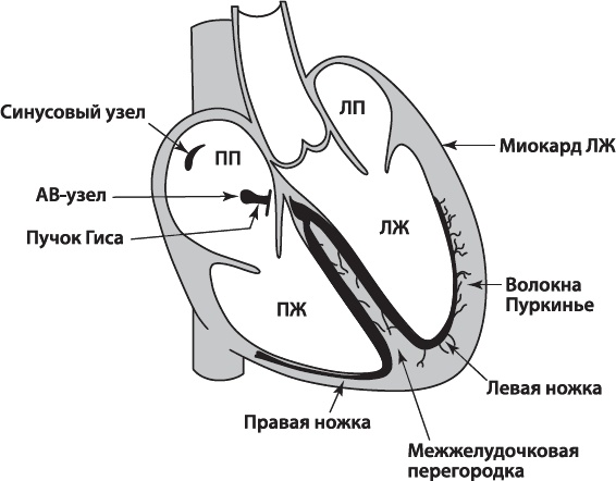 О чем расскажет ЭКГ О чем расскажет ЭКГ