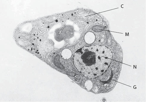 Двигатели жизни. Как бактерии сделали наш мир обитаемым Двигатели жизни. Как бактерии сделали наш мир обитаемым