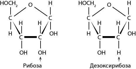 Двигатели жизни. Как бактерии сделали наш мир обитаемым Двигатели жизни. Как бактерии сделали наш мир обитаемым