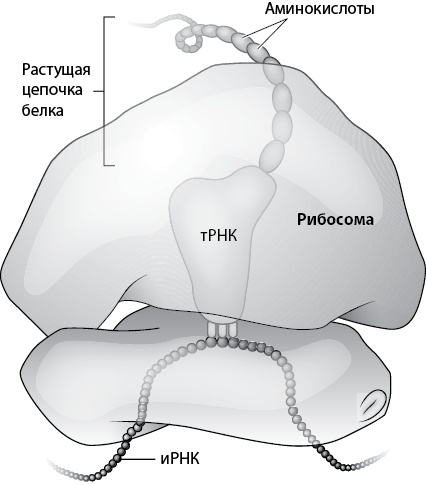 Двигатели жизни. Как бактерии сделали наш мир обитаемым Двигатели жизни. Как бактерии сделали наш мир обитаемым