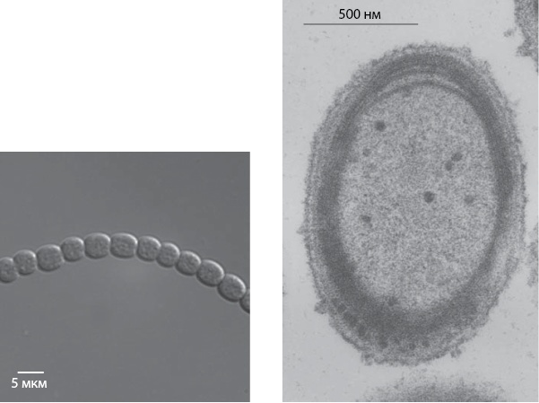Двигатели жизни. Как бактерии сделали наш мир обитаемым Двигатели жизни. Как бактерии сделали наш мир обитаемым