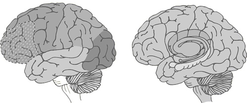 Странная девочка, которая влюбилась в мозг. Как знание нейробиологии помогает стать привлекательнее, счастливее и лучше Странная девочка, которая влюбилась в мозг. Как знание нейробиологии помогает стать привлекательнее, счастливее и лучше