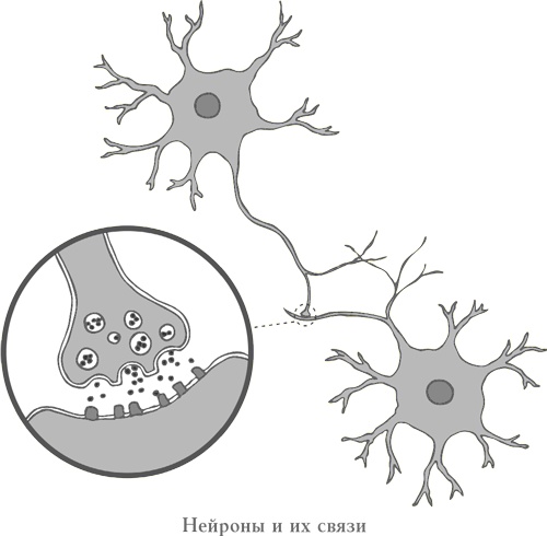 Странная девочка, которая влюбилась в мозг. Как знание нейробиологии помогает стать привлекательнее, счастливее и лучше Странная девочка, которая влюбилась в мозг. Как знание нейробиологии помогает стать привлекательнее, счастливее и лучше