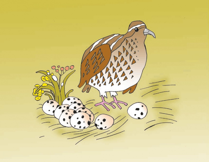 Перепёлка и Воробей Перепёлка и Воробей