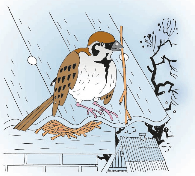 Перепёлка и Воробей Перепёлка и Воробей