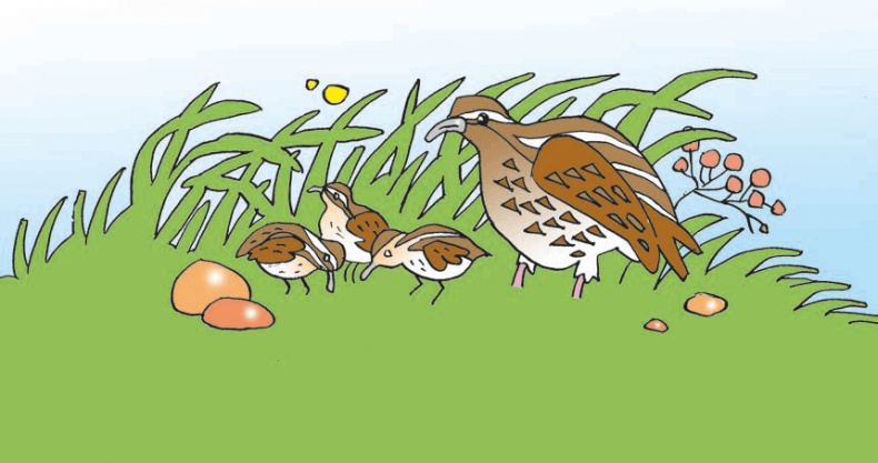 Перепёлка и Воробей Перепёлка и Воробей