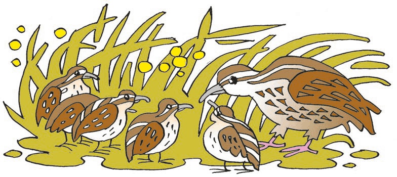 Перепёлка и Воробей Перепёлка и Воробей