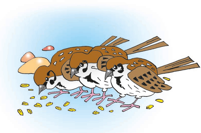 Перепёлка и Воробей Перепёлка и Воробей