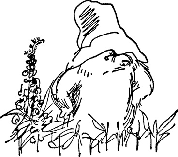 Медвежонок Паддингтон тут и там Медвежонок Паддингтон тут и там