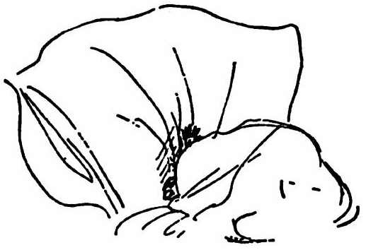 Паддингтон путешествует Паддингтон путешествует