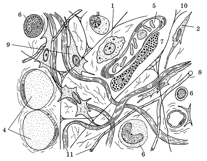 Возрастная анатомия и физиология. Основы профилактики и коррекции нарушений в развитии детей Возрастная анатомия и физиология. Основы профилактики и коррекции нарушений в развитии детей
