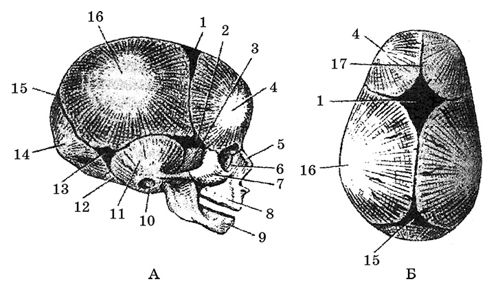 Возрастная анатомия и физиология. Основы профилактики и коррекции нарушений в развитии детей Возрастная анатомия и физиология. Основы профилактики и коррекции нарушений в развитии детей