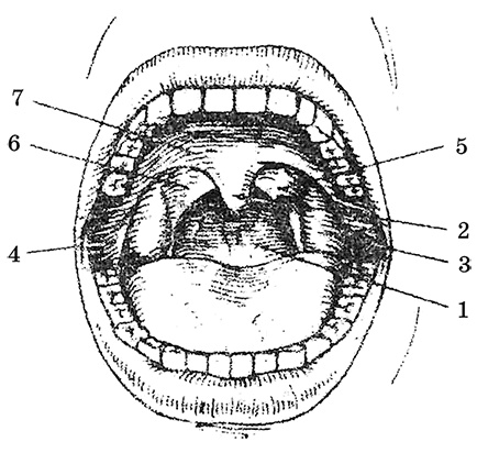 Возрастная анатомия и физиология. Основы профилактики и коррекции нарушений в развитии детей