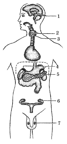 Возрастная анатомия и физиология. Основы профилактики и коррекции нарушений в развитии детей