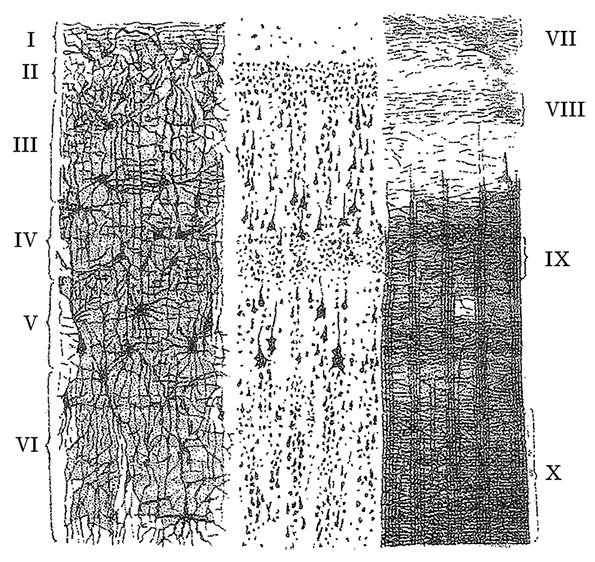 Возрастная анатомия и физиология. Основы профилактики и коррекции нарушений в развитии детей