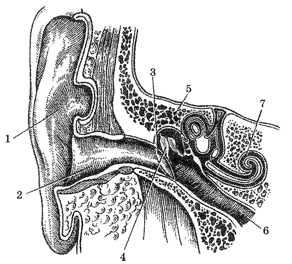 Возрастная анатомия и физиология. Основы профилактики и коррекции нарушений в развитии детей Возрастная анатомия и физиология. Основы профилактики и коррекции нарушений в развитии детей