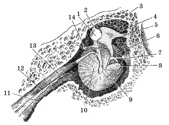 Возрастная анатомия и физиология. Основы профилактики и коррекции нарушений в развитии детей Возрастная анатомия и физиология. Основы профилактики и коррекции нарушений в развитии детей