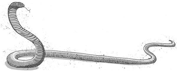 Школа волшебных зверей Школа волшебных зверей