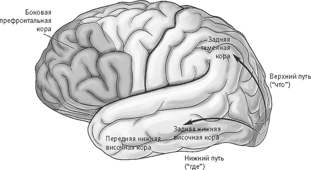 Век самопознания. Поиски бессознательного в искусстве и науке с начала XX века до наших дней