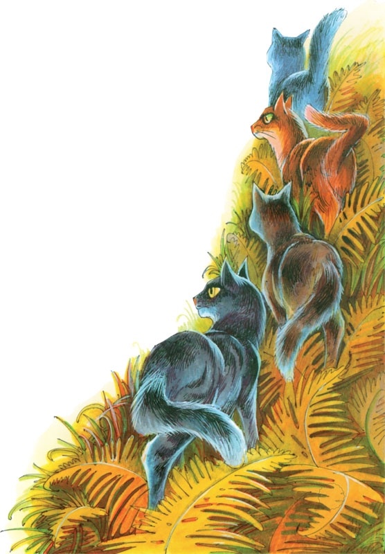 Закон племен Закон племен