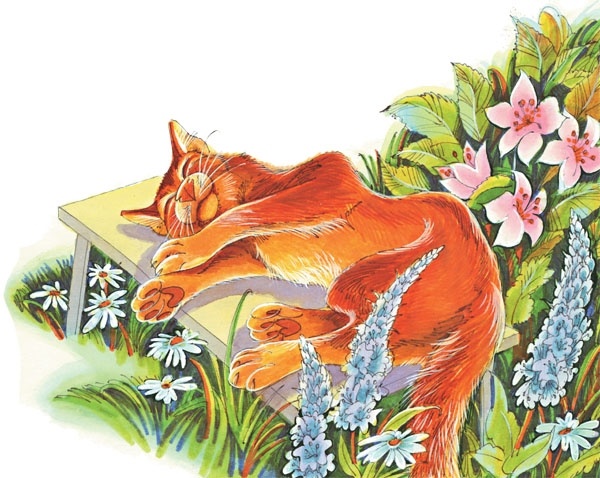 Закон племен Закон племен