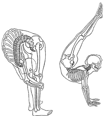 Школа лентяев, или Тибетская оздоровительная гимнастика для внутренних органов