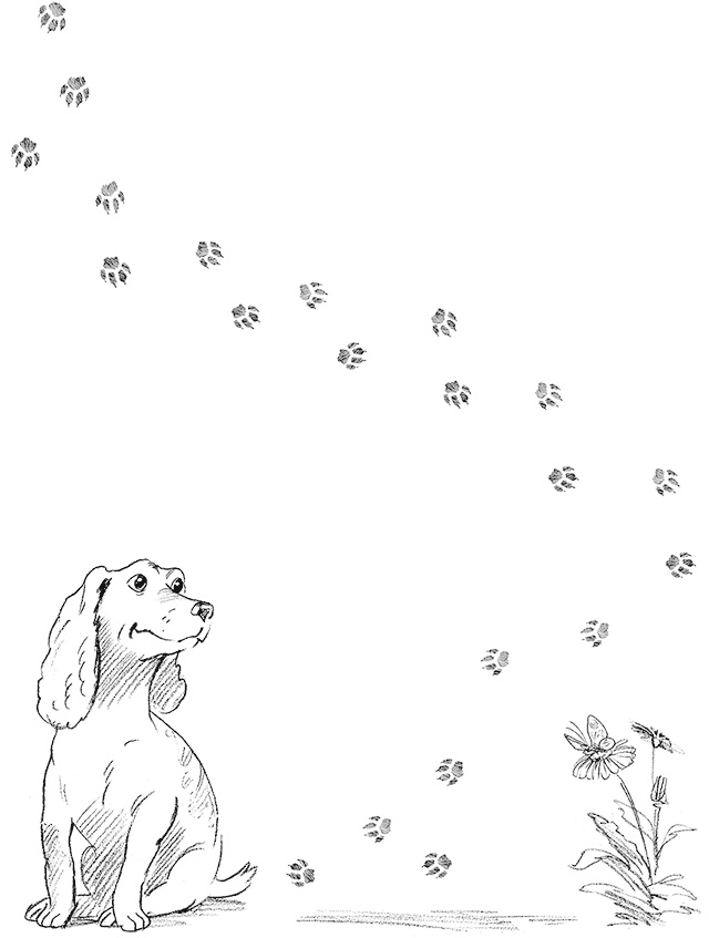 Собака по щучьему велению Собака по щучьему велению