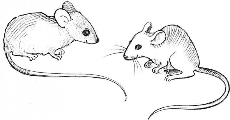 Волшебник с пятачком Волшебник с пятачком