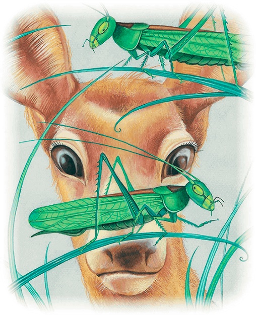 Бемби Бемби