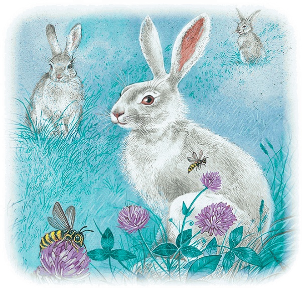 Бемби Бемби