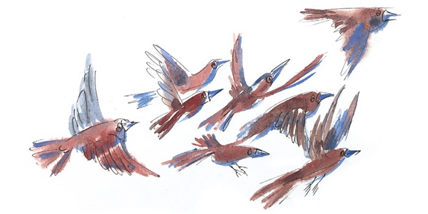 Ворон Клара и яблочный год Ворон Клара и яблочный год