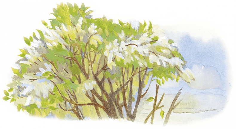 Жук на ниточке Жук на ниточке