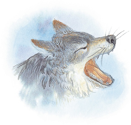 Жук на ниточке Жук на ниточке