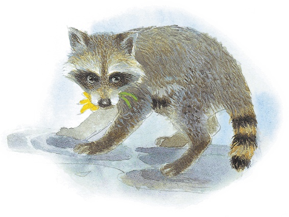 Жук на ниточке Жук на ниточке