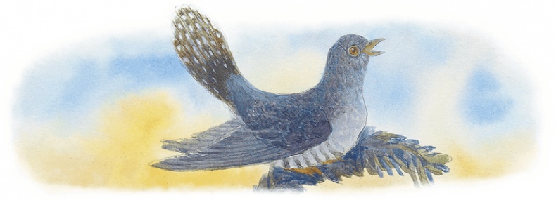 Жук на ниточке Жук на ниточке