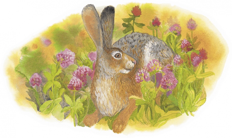 Жук на ниточке Жук на ниточке