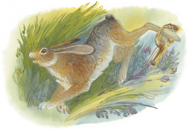 Жук на ниточке Жук на ниточке