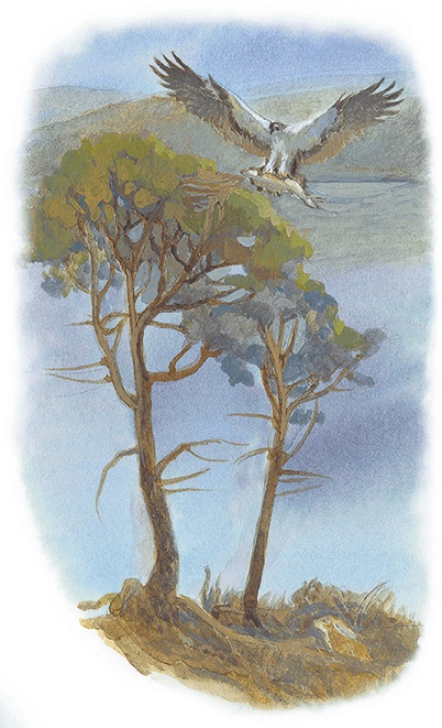 Жук на ниточке Жук на ниточке